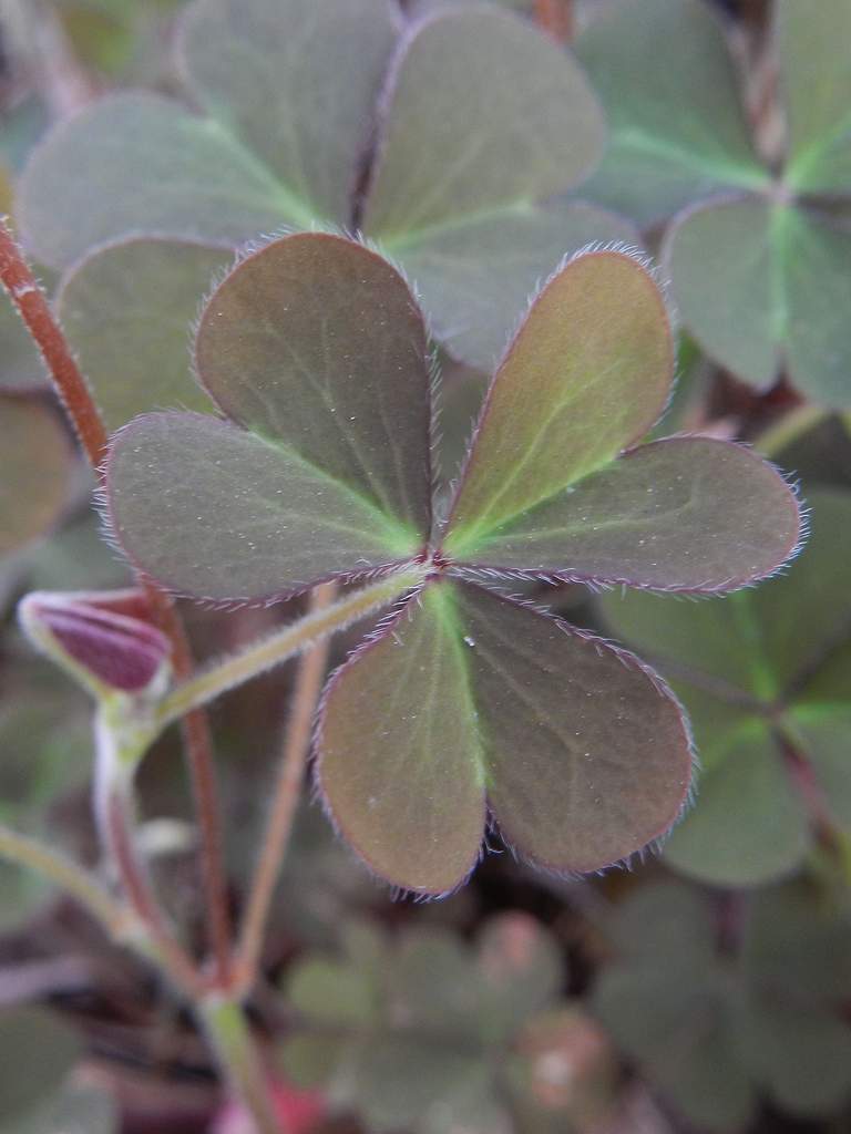 Oxalis cfr. corniculata
